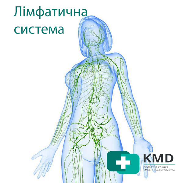 УЗД лімфатичних вузлів 